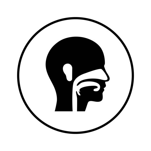 Ear nose throat doctor logo. Ent medical center. Otolaryngology clinic concept. Doctor otolaryngologist icon. Medical checkup of human body flat vector illustration.